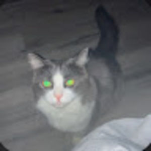 Meet your Posher, Hen